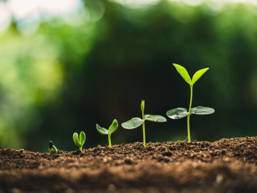 Seeds to plant for the spiritual self